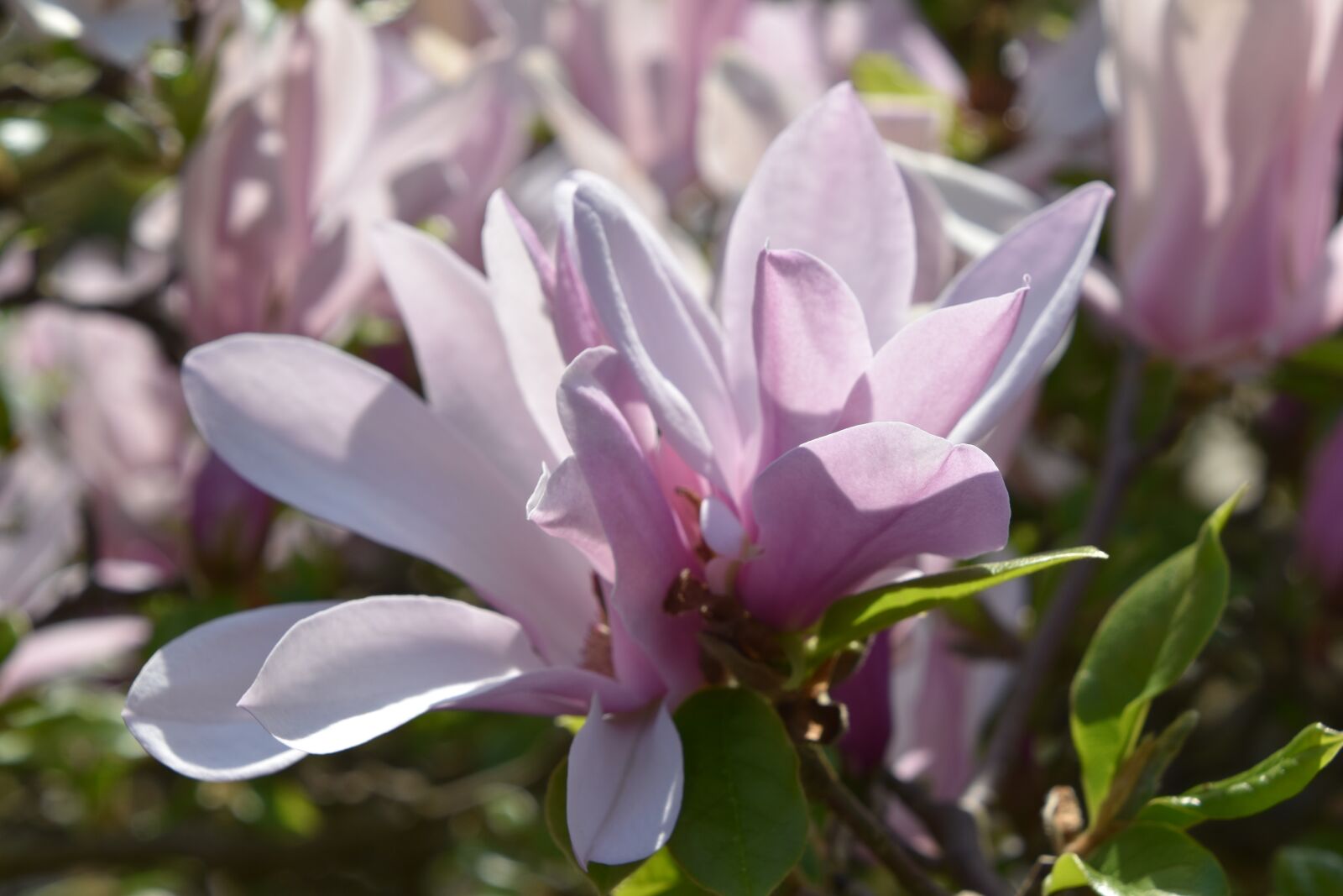 Nikon D5600 sample photo. Flower, plant, nature photography