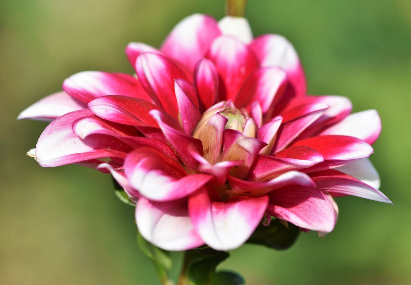 Nikon D7200 sample photo. Dahlia, dahlias bud, flower photography