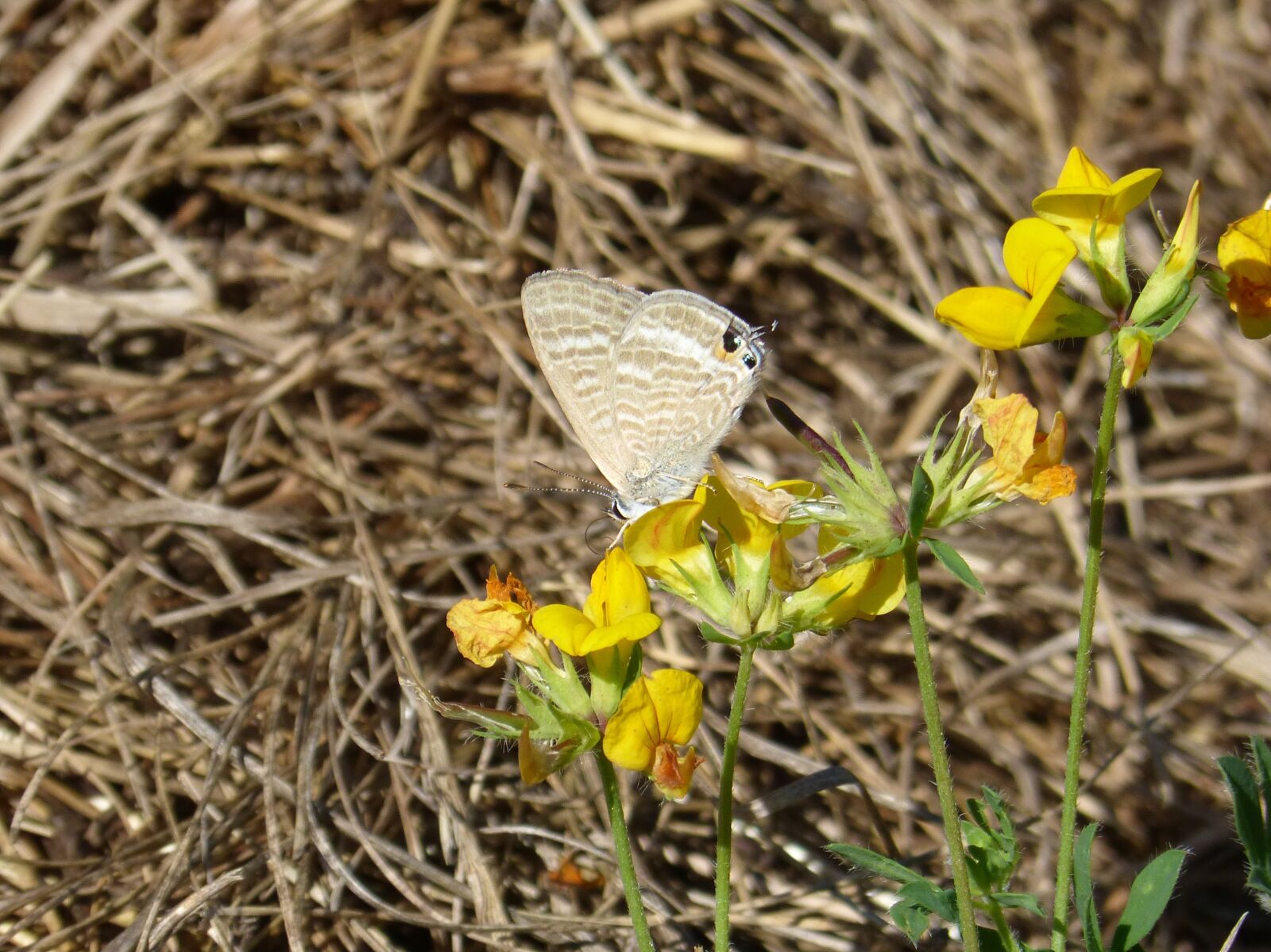 Panasonic DMC-FZ62 sample photo. Butterfly, teenindusega boeticus, blue photography