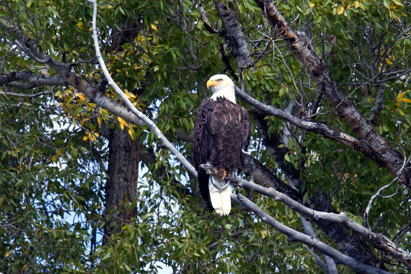 Canon EOS 7D sample photo. Grand teton national park photography