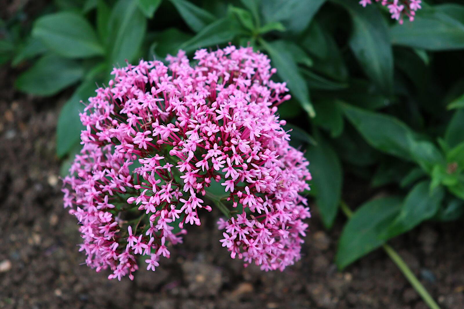 Canon PowerShot G1 X Mark III sample photo. Flower, nature, summer photography