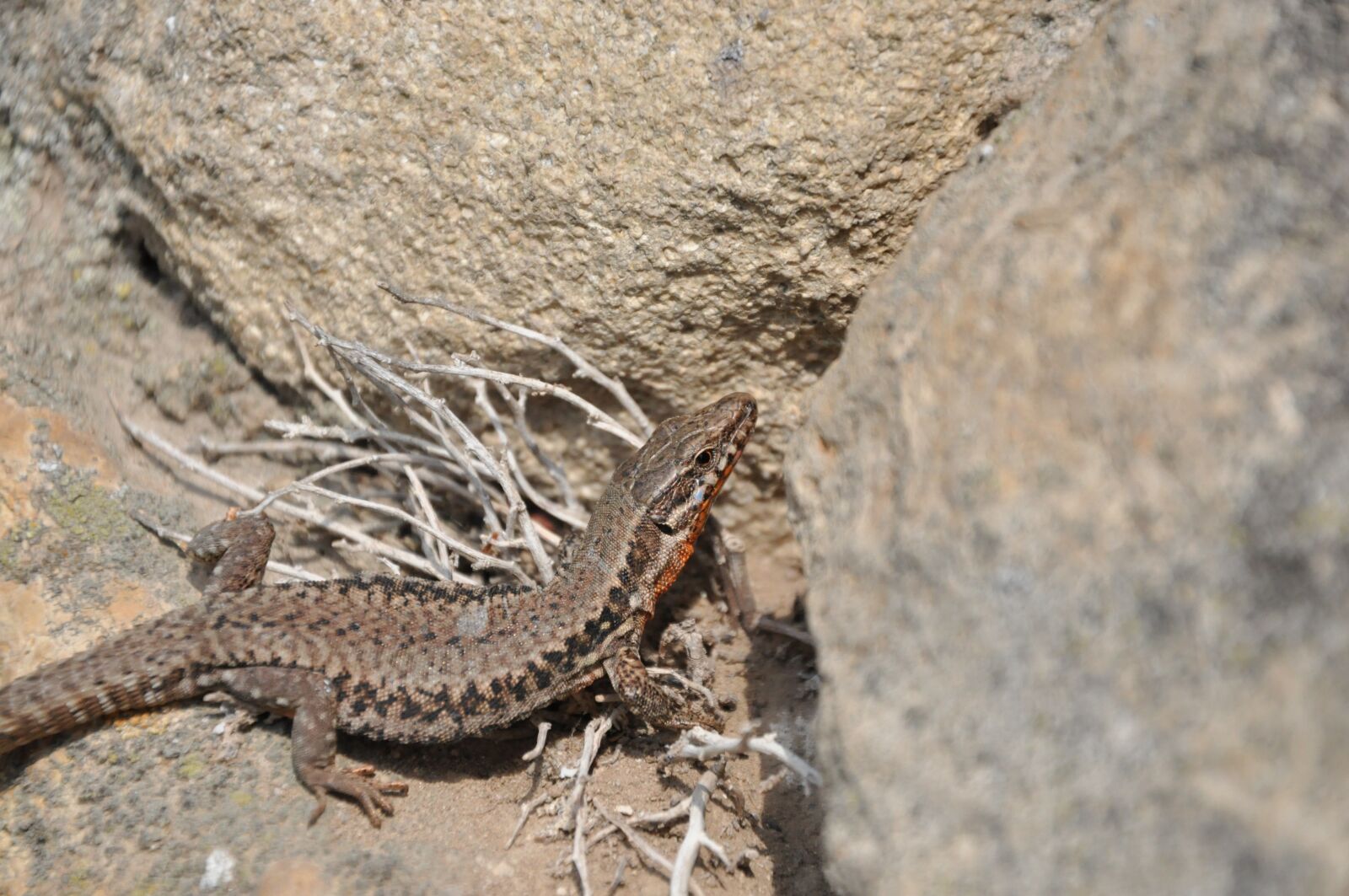 Nikon D90 sample photo. Lizard, wall, animal photography