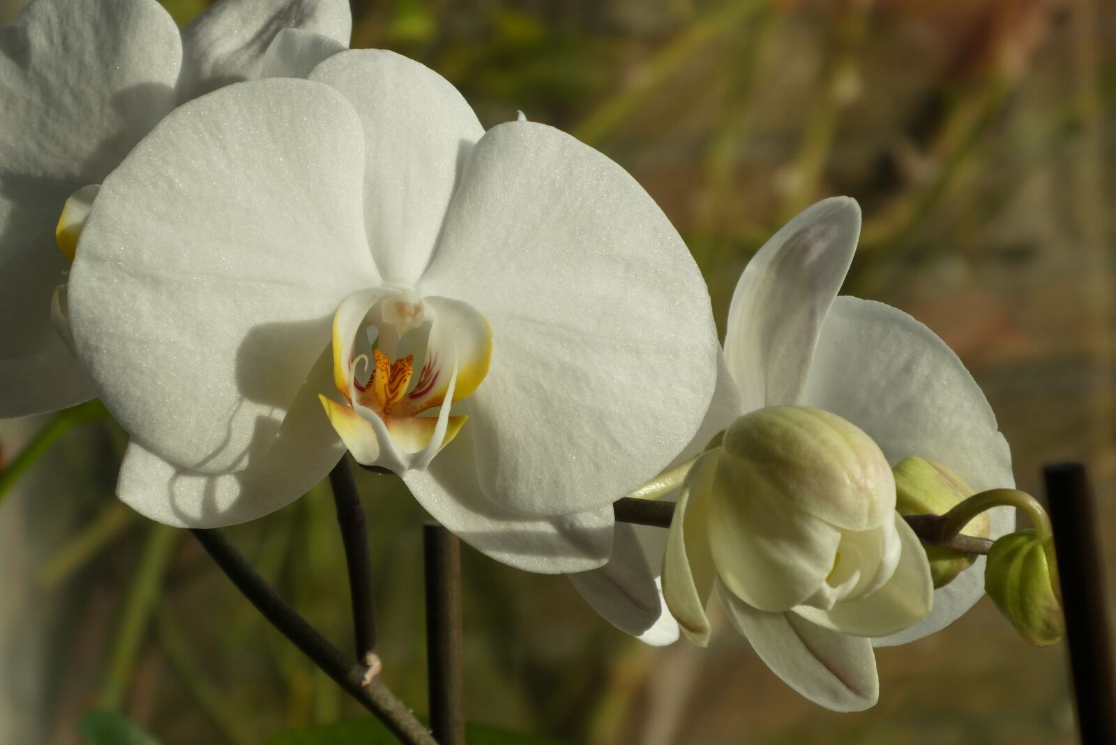 Panasonic Lumix DC-ZS70 (Lumix DC-TZ90) sample photo. Orchid, flower, bloom photography