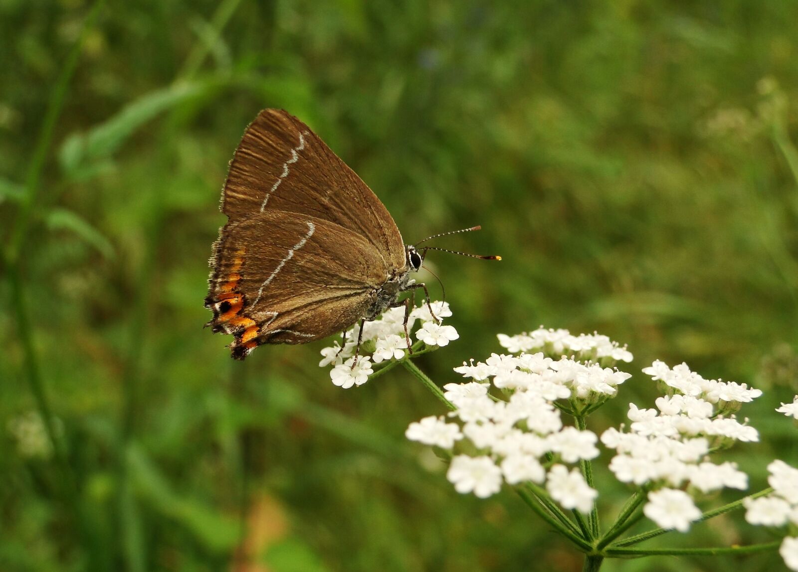 Sony Cyber-shot DSC-HX1 sample photo. Butterfly day, insect, nature photography