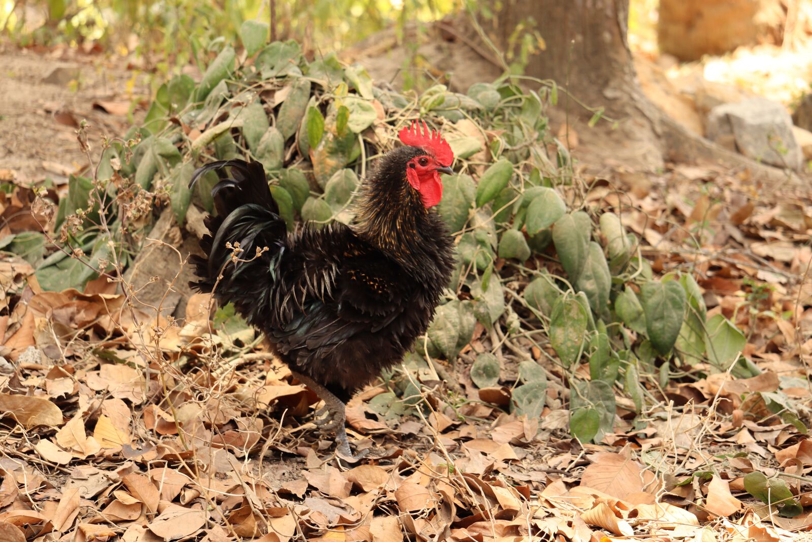 Canon EOS 250D (EOS Rebel SL3 / EOS Kiss X10 / EOS 200D II) sample photo. Kerala, chicken, landscape photography