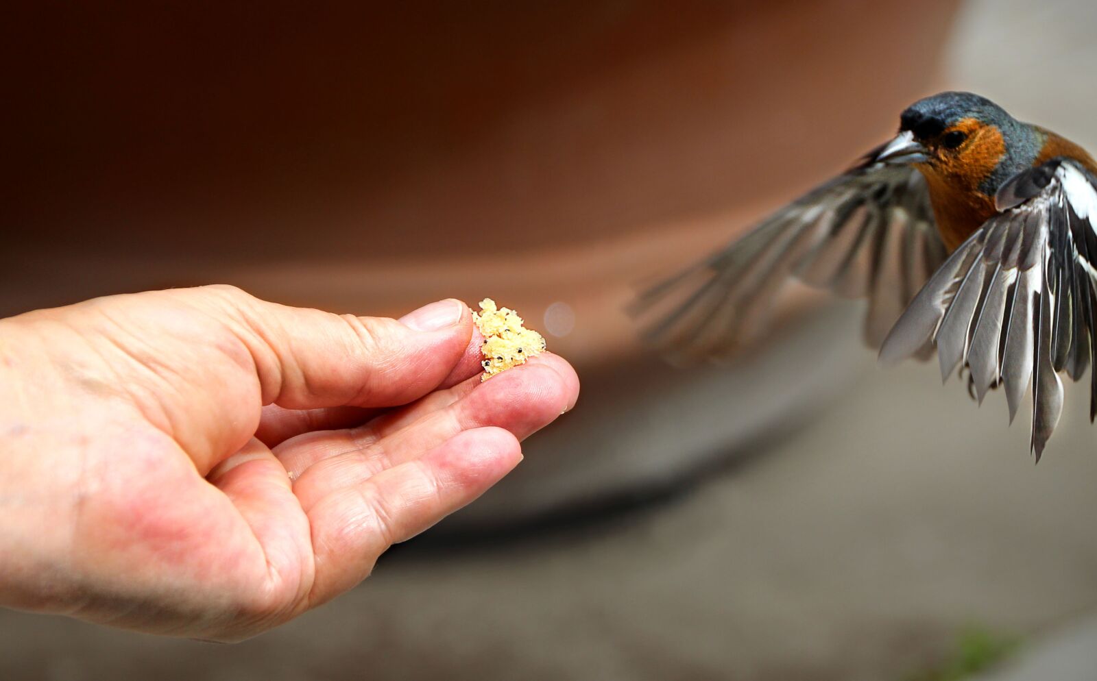 Canon EOS 1300D (EOS Rebel T6 / EOS Kiss X80) sample photo. Bird, feed, trustful photography