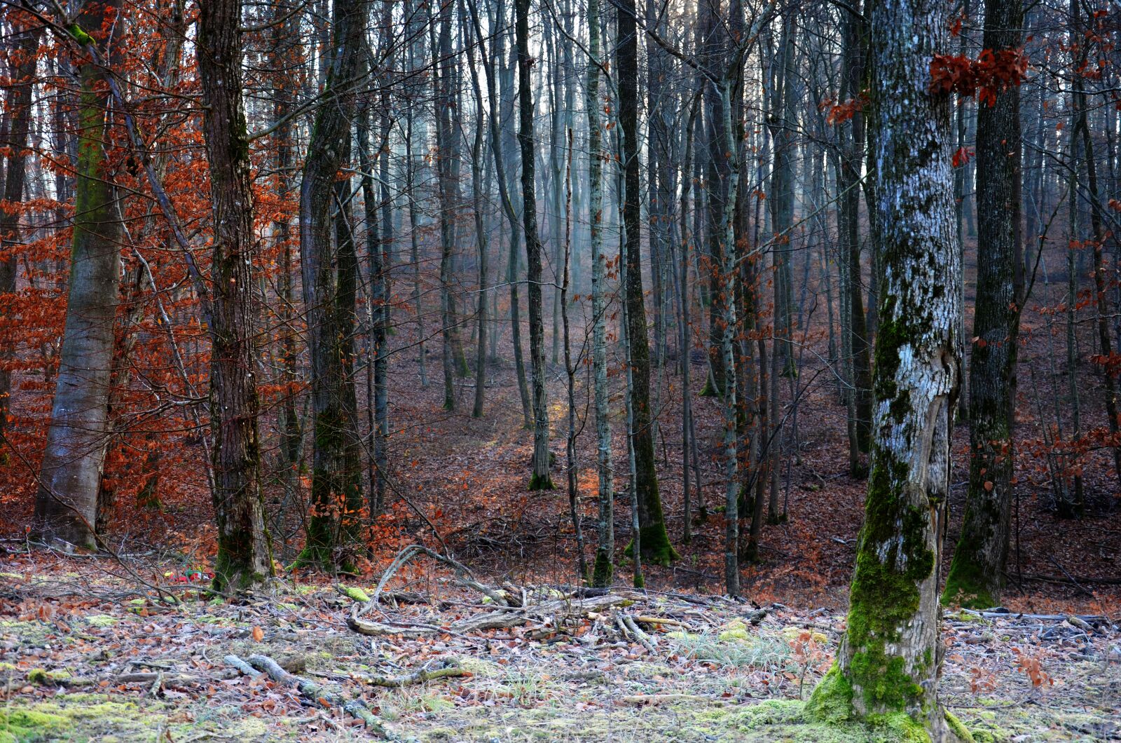 Nikon D5100 sample photo. Forest, winter, frost photography