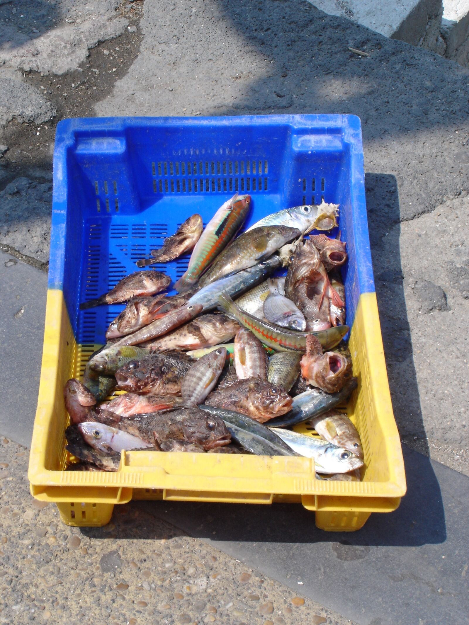 Sony DSC-W1 sample photo. Fishing, fish, port photography