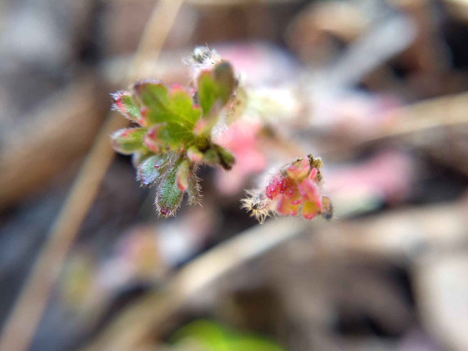 Motorola Moto G (5) Plus sample photo. Lemuria, spring, plant photography