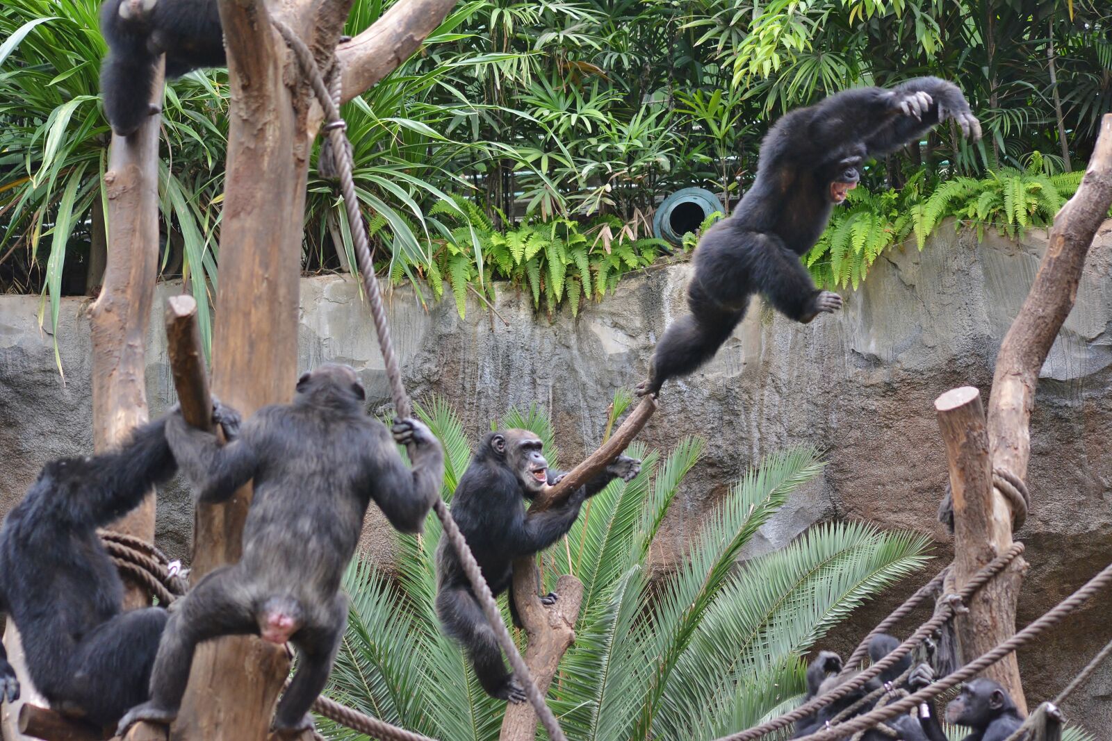 Nikon D5200 sample photo. Zoo, ape, young animal photography