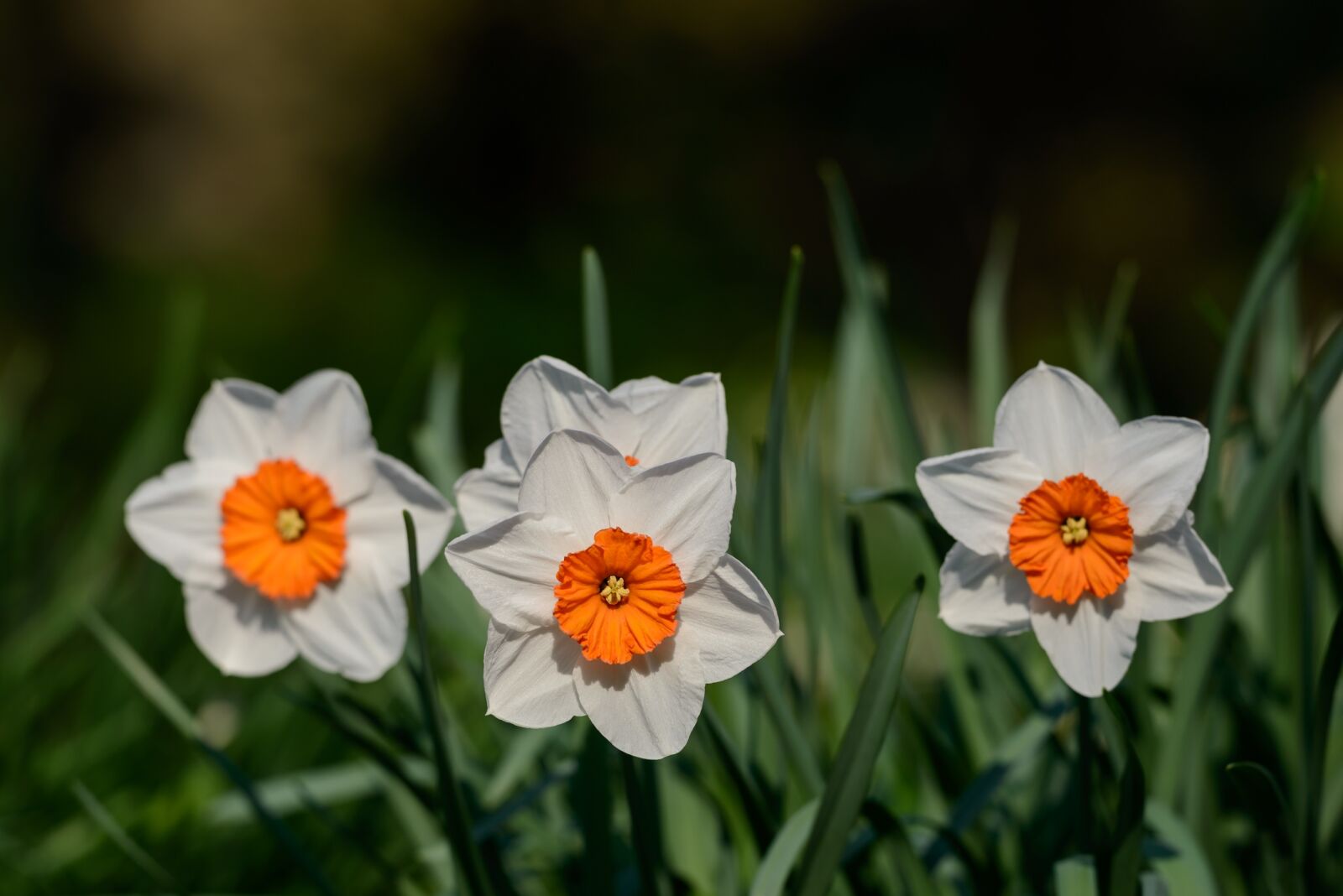 Nikon D800 sample photo. Daffodils, narcissus, daffodil photography