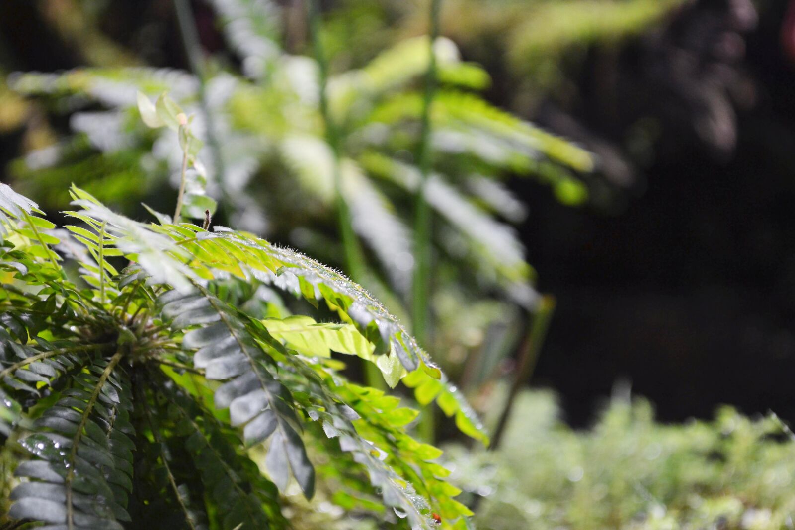 Nikon D3100 sample photo. Nature, sheet, plant photography