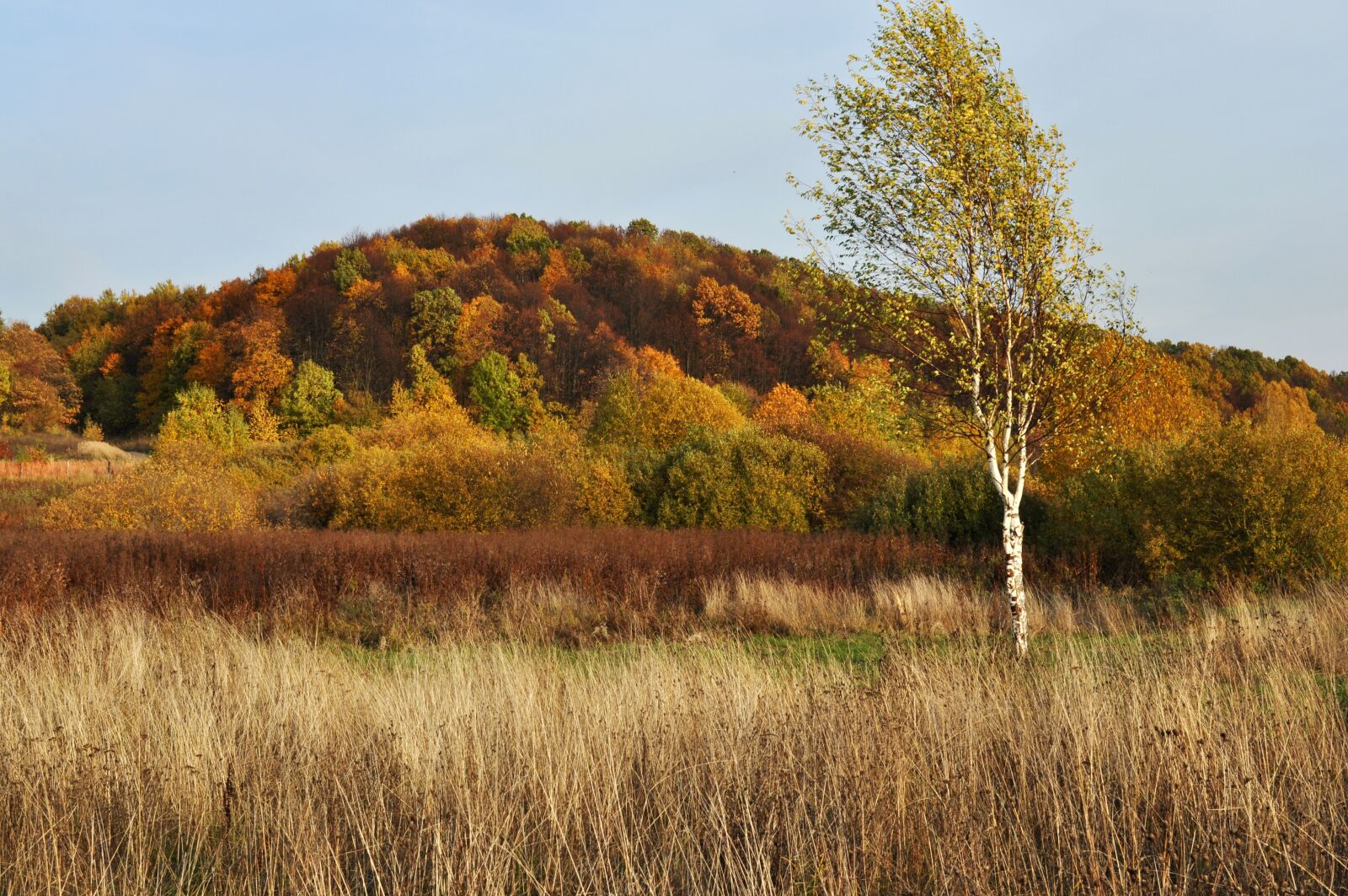 Nikon D90 sample photo. Autumn, forest, nature photography