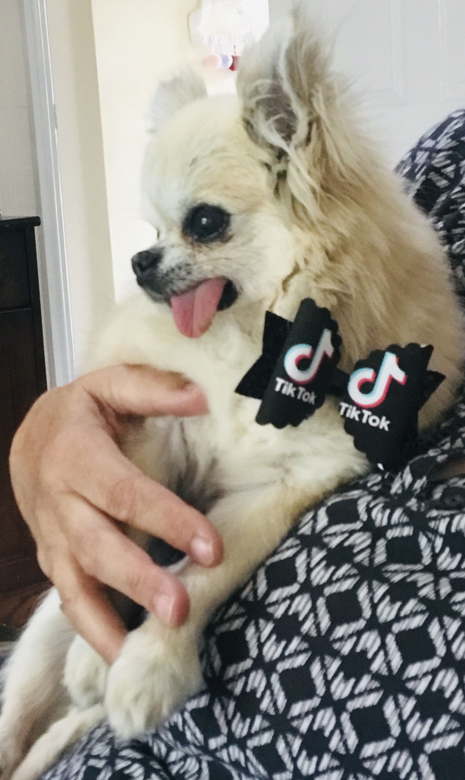 Apple iPad (5th generation) sample photo. Tiktok, chihuahua, dogs photography