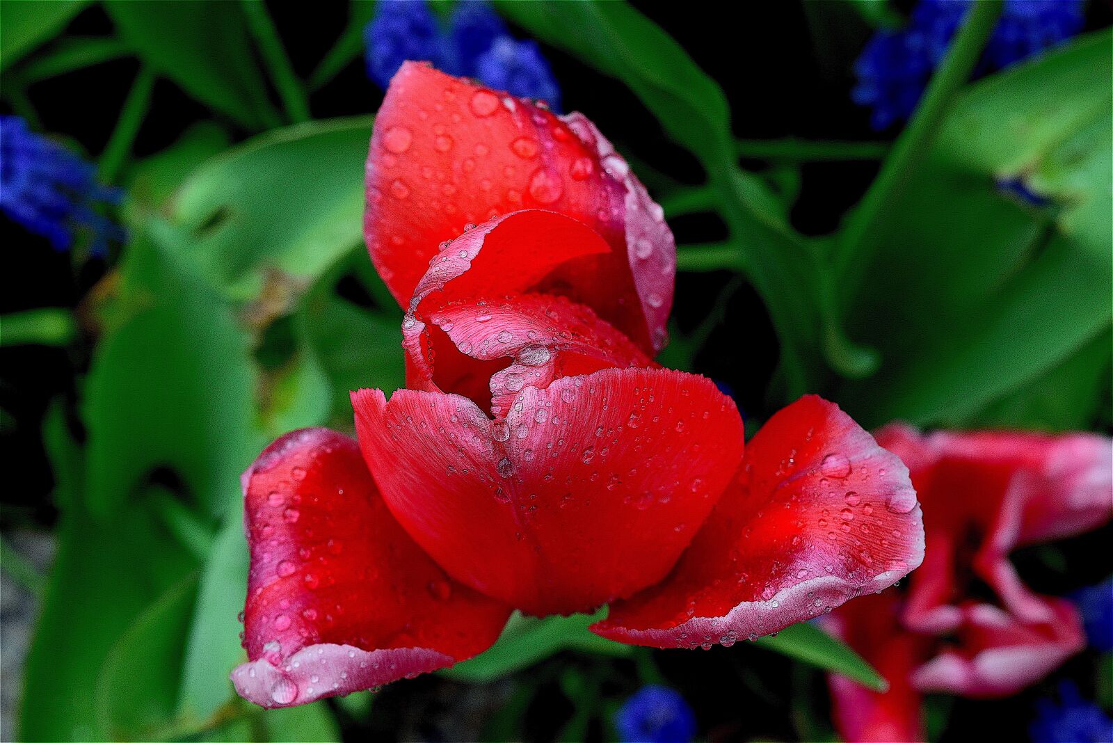Nikon D3300 sample photo. Tulip, red, color photography