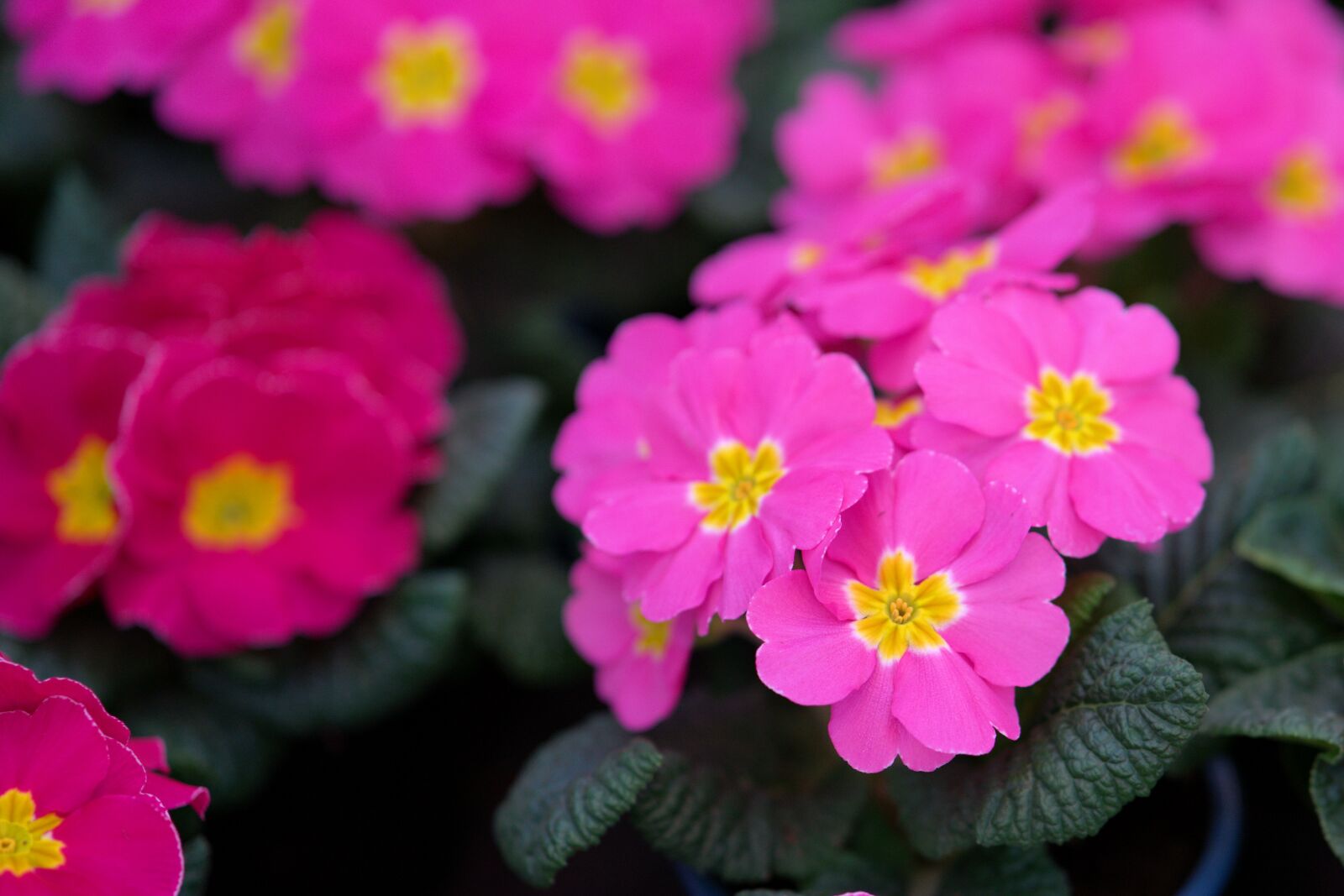 Sony a7 II + ZEISS Batis 85mm F1.8 sample photo. Primrose, spring flowers, spring photography