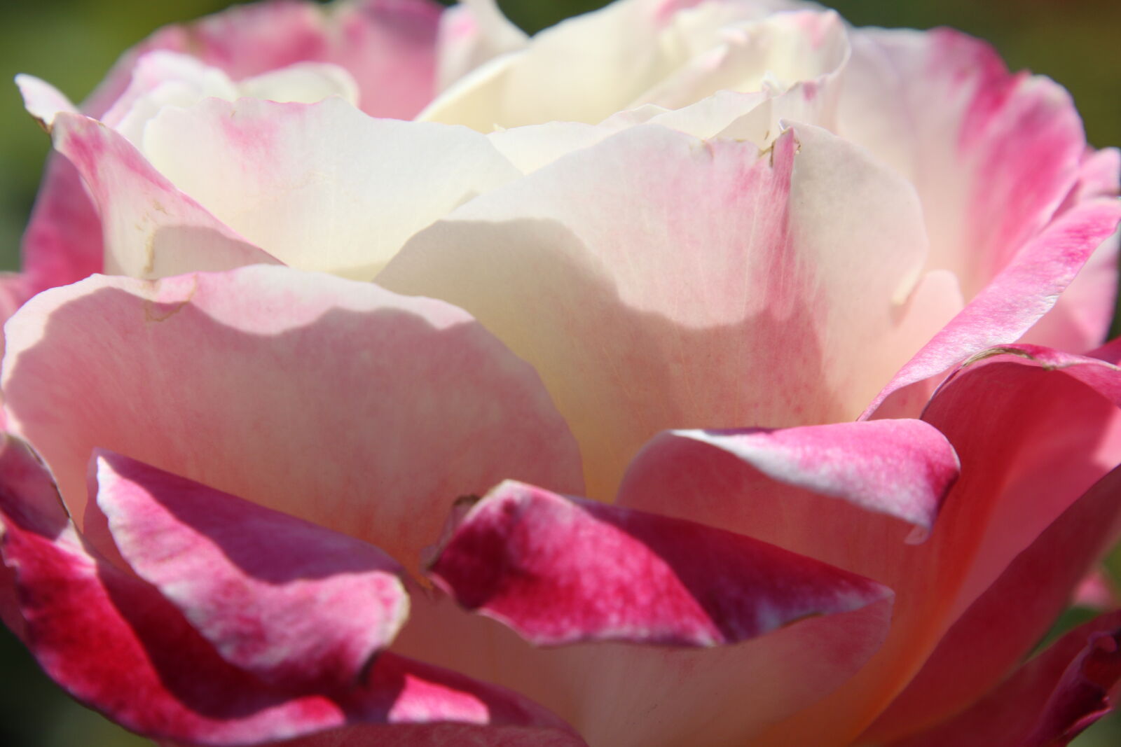 Canon EOS 7D Mark II sample photo. Flower, garden, grow, nature photography