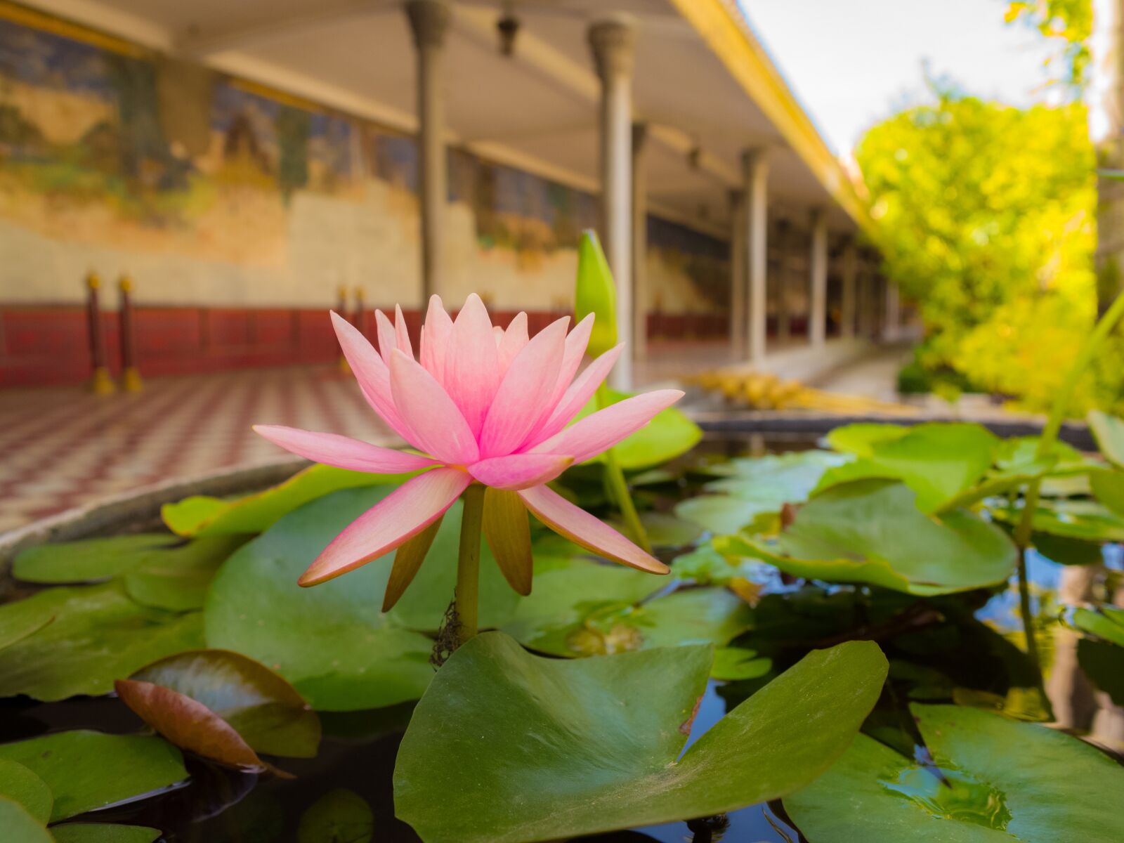GR Lens sample photo. Water lily, flowers, asia photography