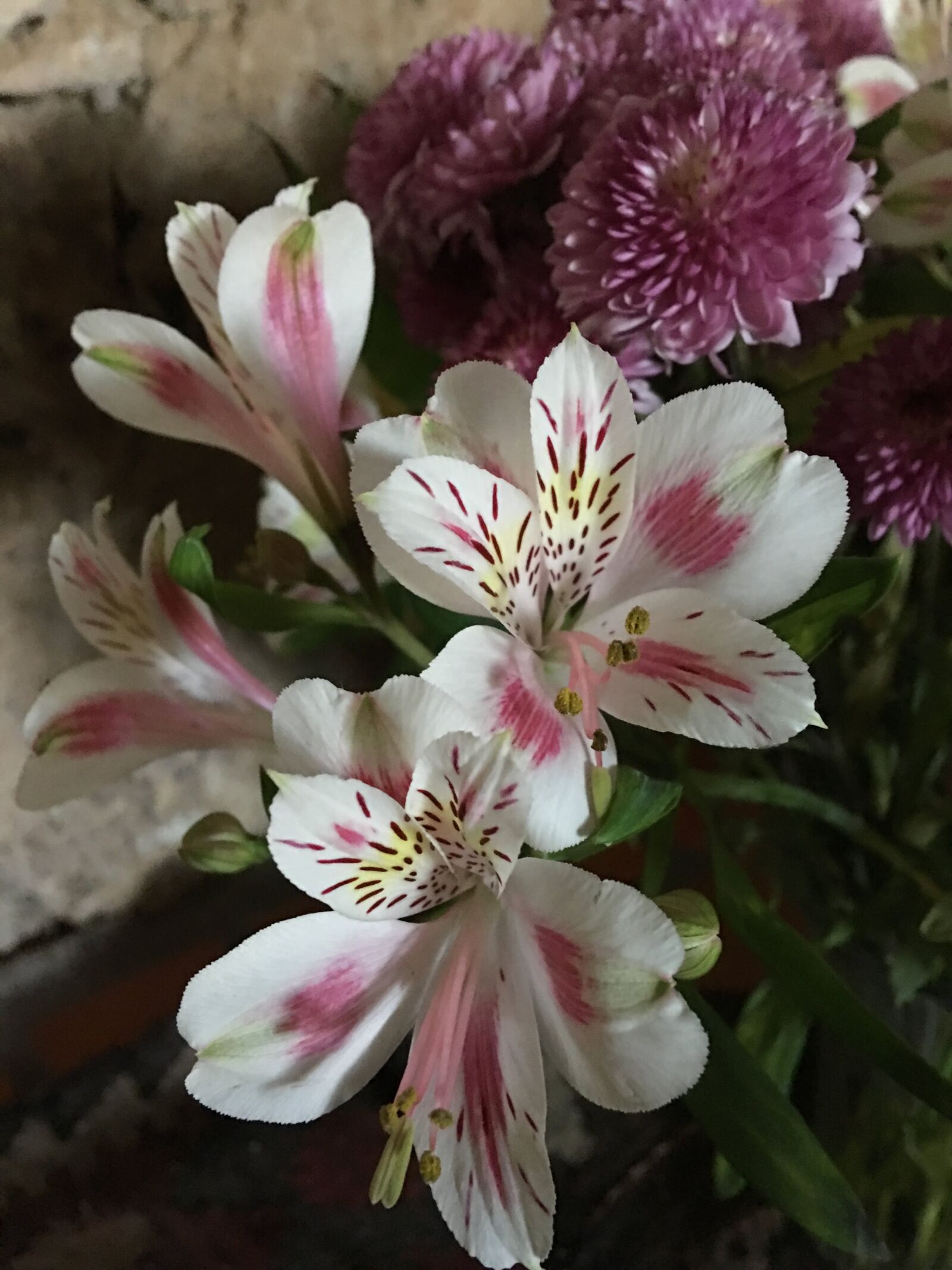 iPhone 6s Plus back camera 4.15mm f/2.2 sample photo. White, pink, flower photography