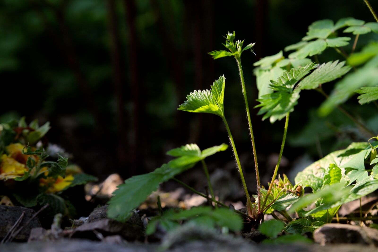 Canon EOS 1100D (EOS Rebel T3 / EOS Kiss X50) sample photo. Macro, nature, plant, sunlight photography
