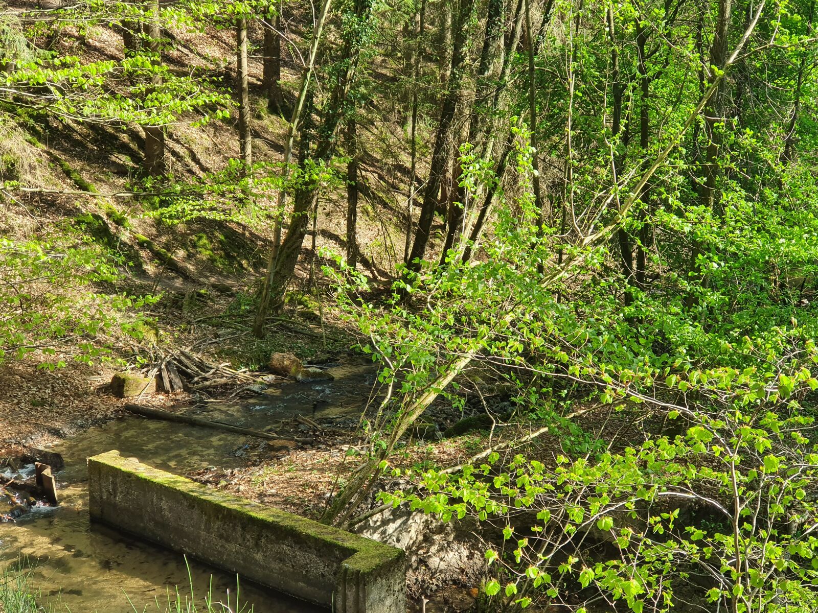 Samsung Galaxy S10 sample photo. Creek, lost place, nature photography