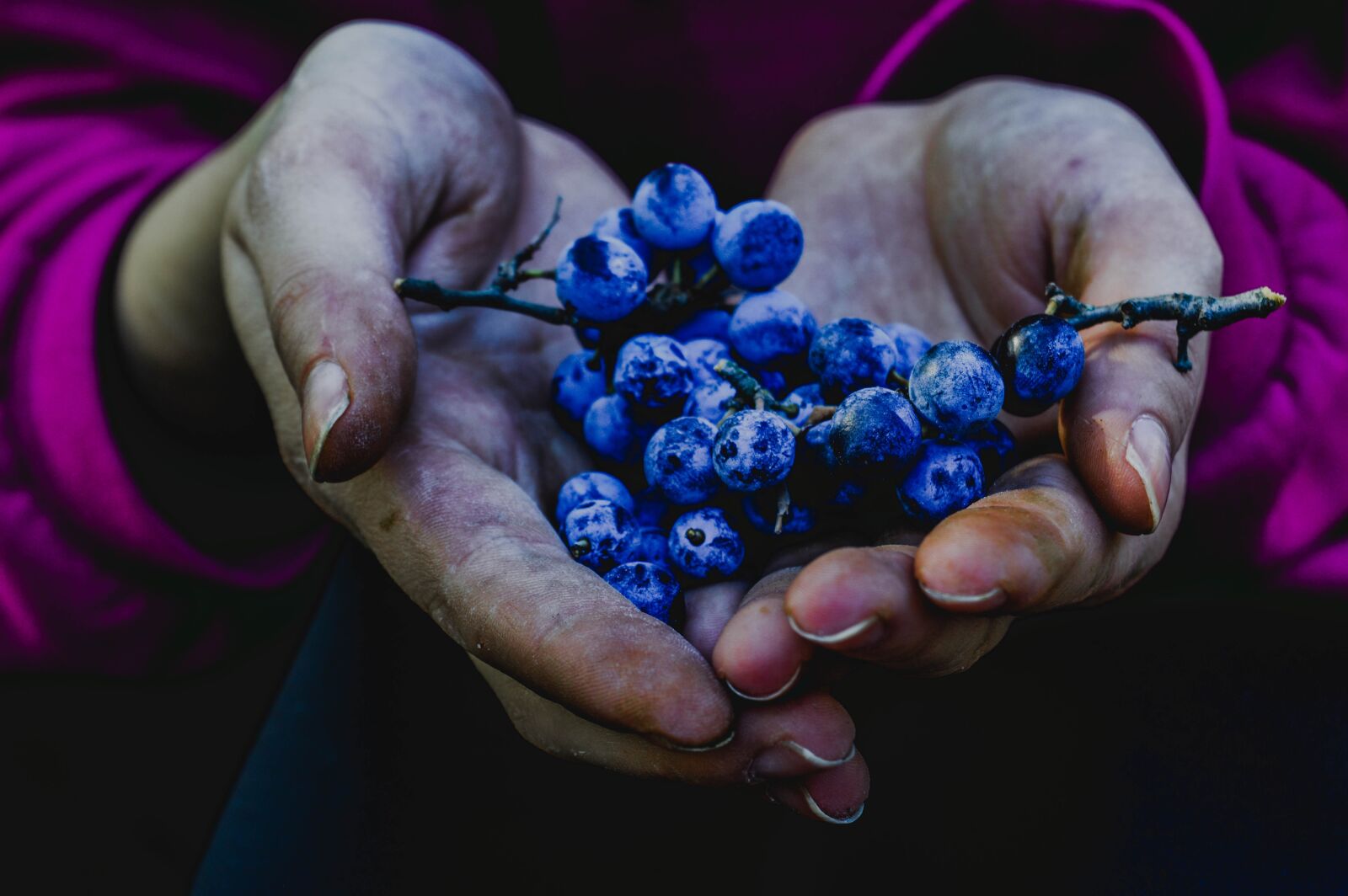 Nikon D3200 sample photo. Berry, blue berries, autumn photography