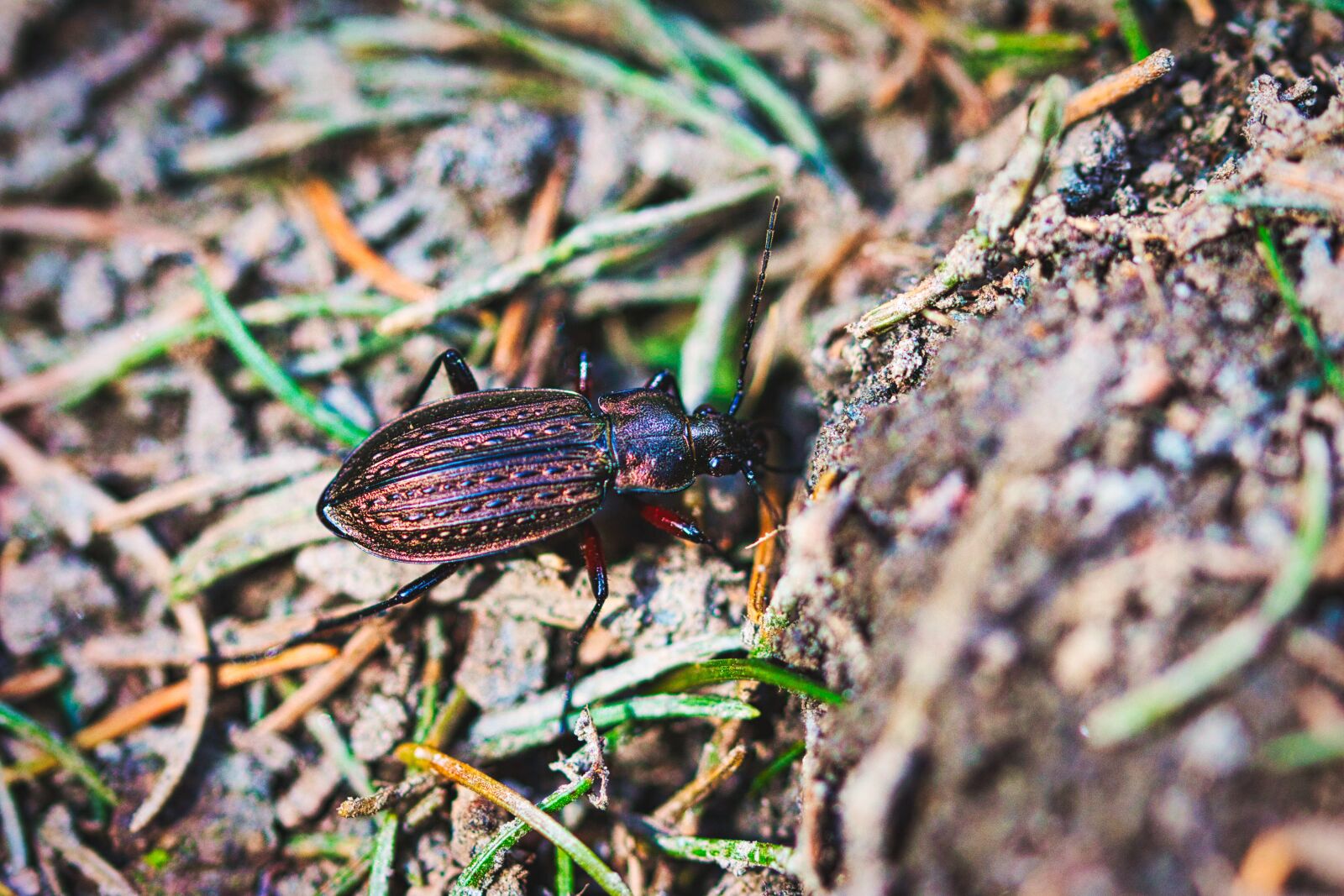 Canon EOS 70D + Canon TAMRON SP 90mm F/2.8 Di VC USD MACRO1:1 F004 sample photo. Brown, beetle, forest floor photography