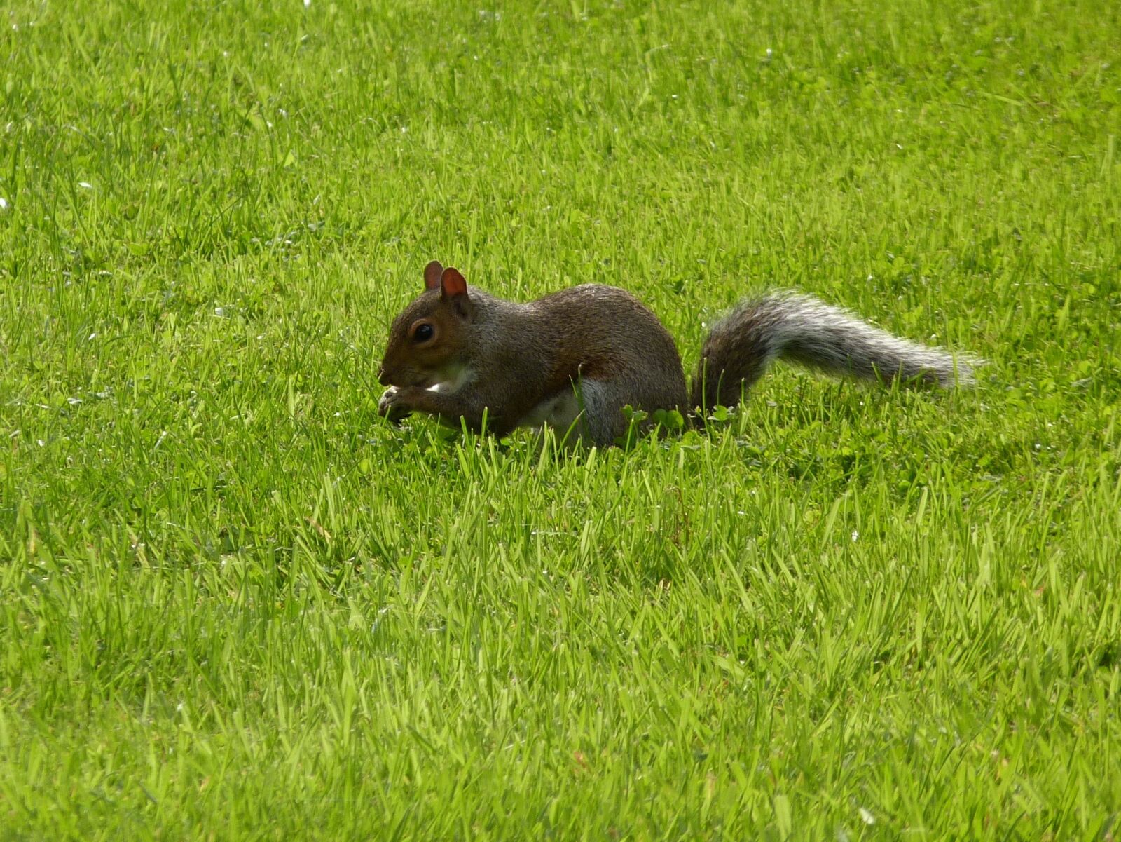 Panasonic Lumix DMC-FZ40 (Lumix DMC-FZ45) sample photo. Lawn, mammals, nature photography