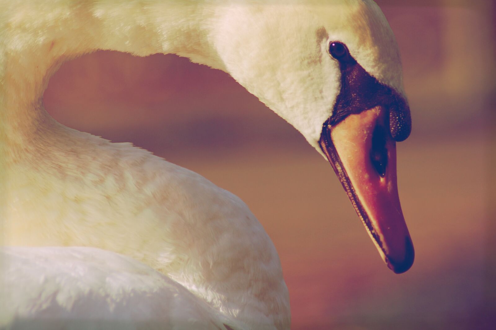 Canon EOS 2000D (EOS Rebel T7 / EOS Kiss X90 / EOS 1500D) sample photo. Swan, bird, water photography
