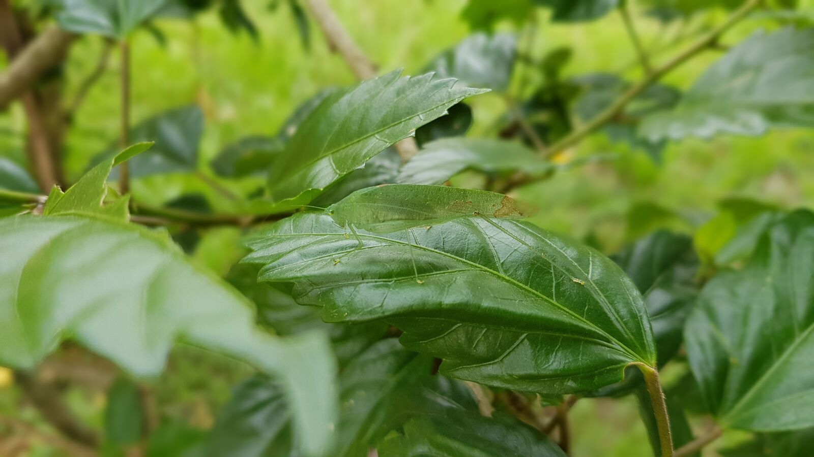 Samsung Galaxy S8+ sample photo. Nature, insect, leaves photography