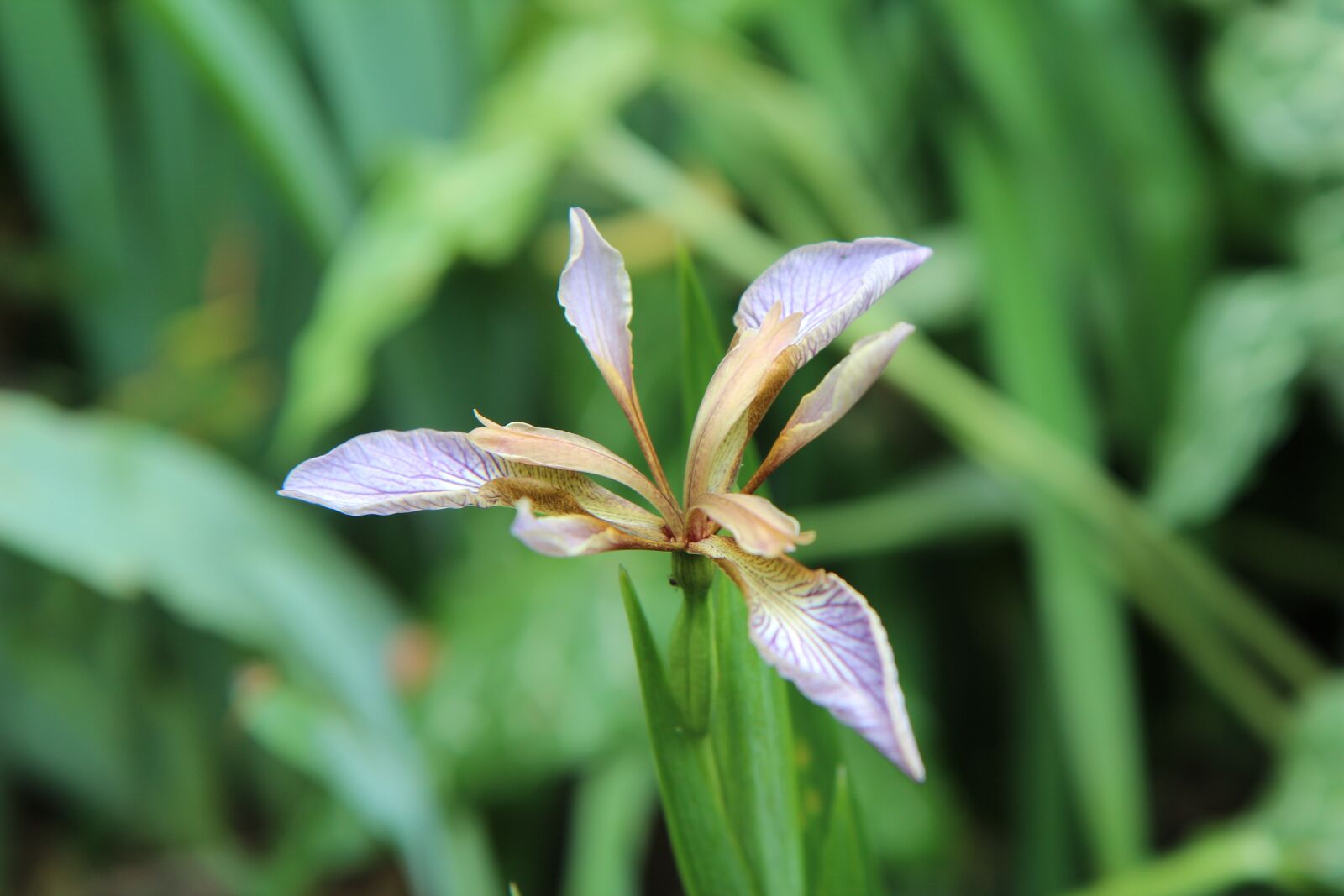 Canon EOS 600D (Rebel EOS T3i / EOS Kiss X5) sample photo. Iris, iris wild, iris photography