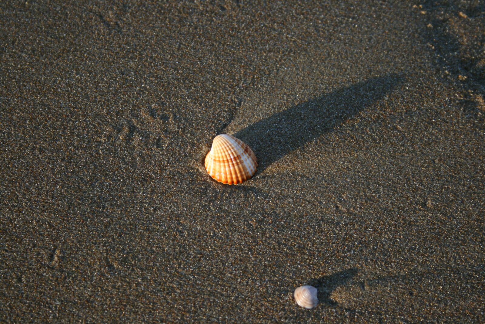 Canon EOS 400D (EOS Digital Rebel XTi / EOS Kiss Digital X) sample photo. Beach, shell, sand photography