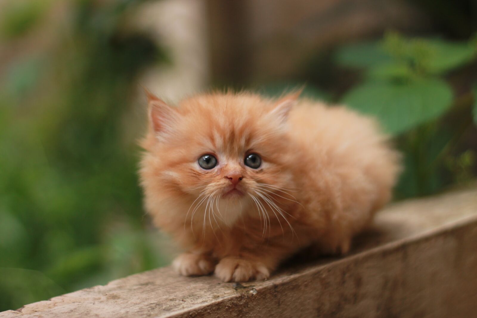 Canon EOS 1100D (EOS Rebel T3 / EOS Kiss X50) sample photo. Cat, kitten, persian photography