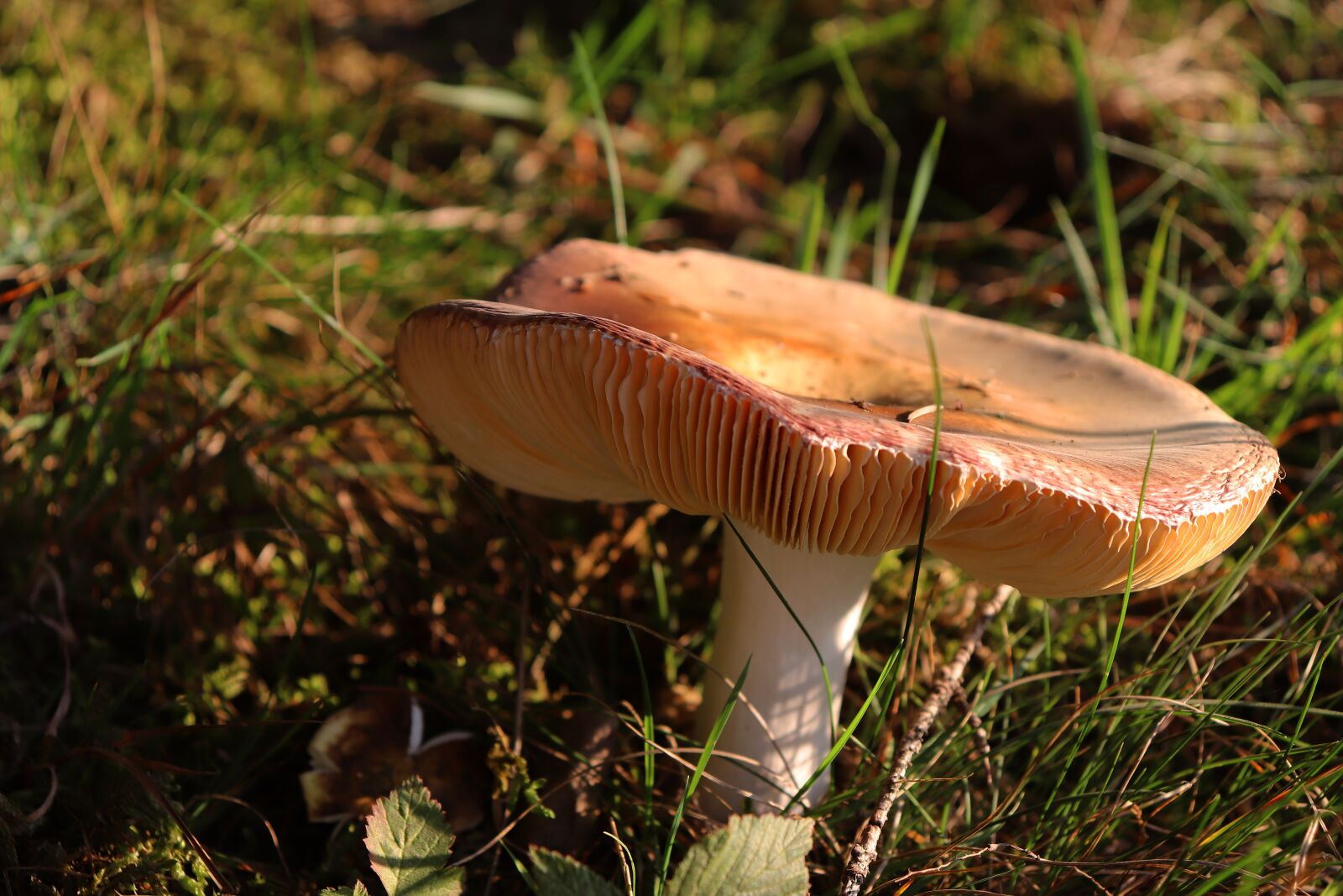 Canon EOS 800D (EOS Rebel T7i / EOS Kiss X9i) sample photo. Mushroom, forest, autumn photography