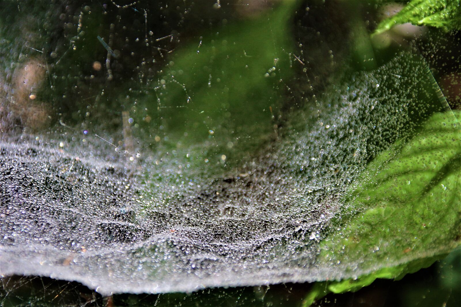 Canon EOS 700D (EOS Rebel T5i / EOS Kiss X7i) sample photo. Cobweb, nature, web photography