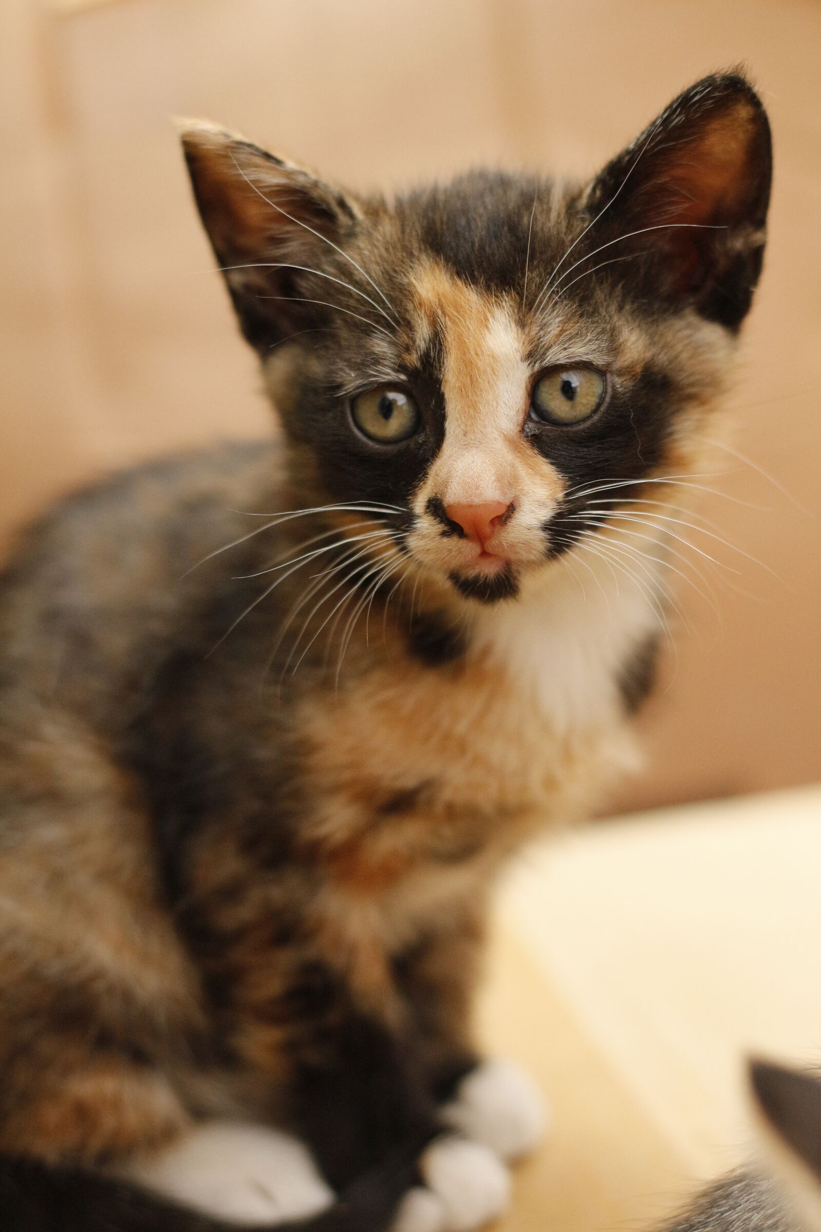 Canon EOS 700D (EOS Rebel T5i / EOS Kiss X7i) sample photo. Cat, cute, the cat photography