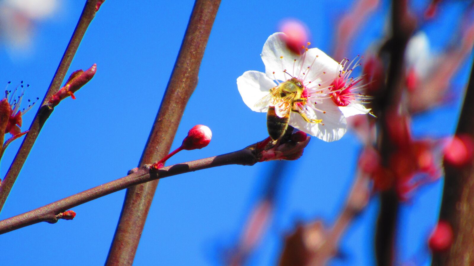 Canon PowerShot SX620 HS sample photo. Polinizacion, bee, flower photography