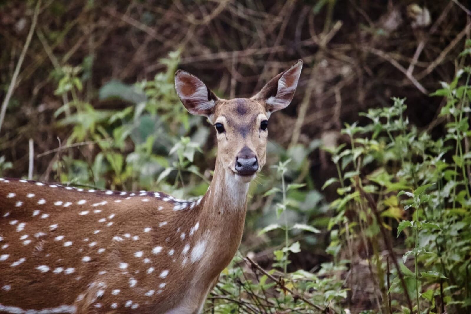 Canon EF-S 55-250mm F4-5.6 IS STM sample photo. Animal, deer, fawn, wilderness photography