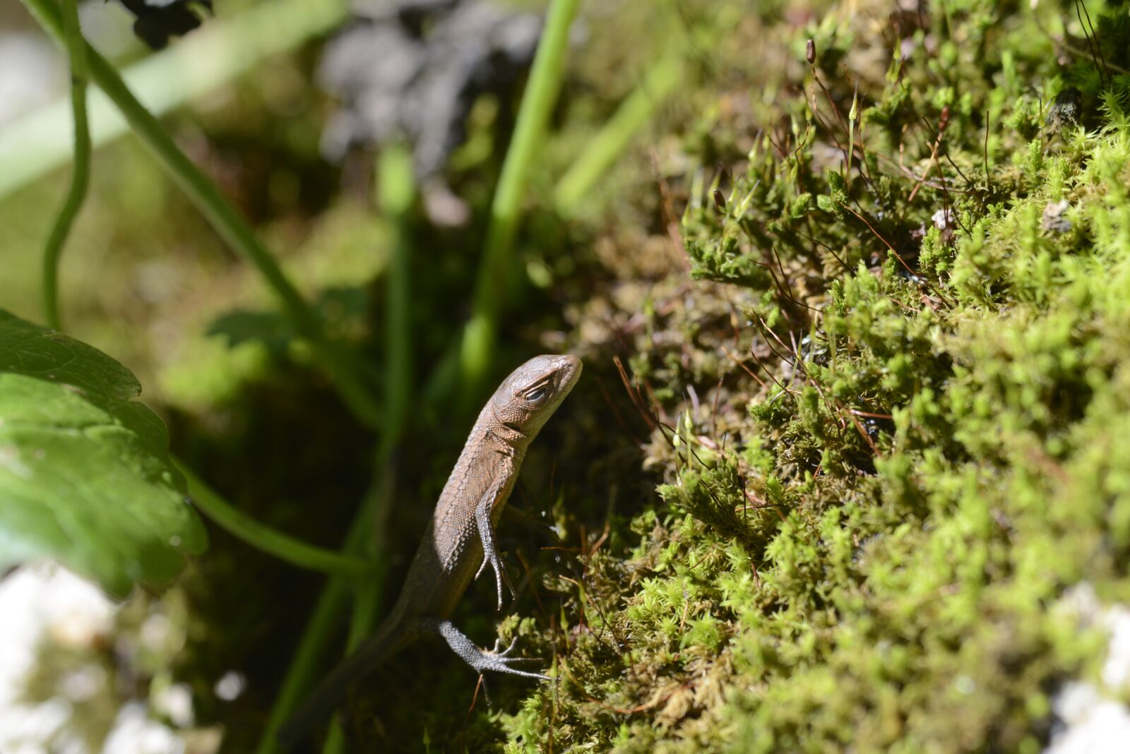 Nikon D800 sample photo. Canadian snake, reptiles, natural photography