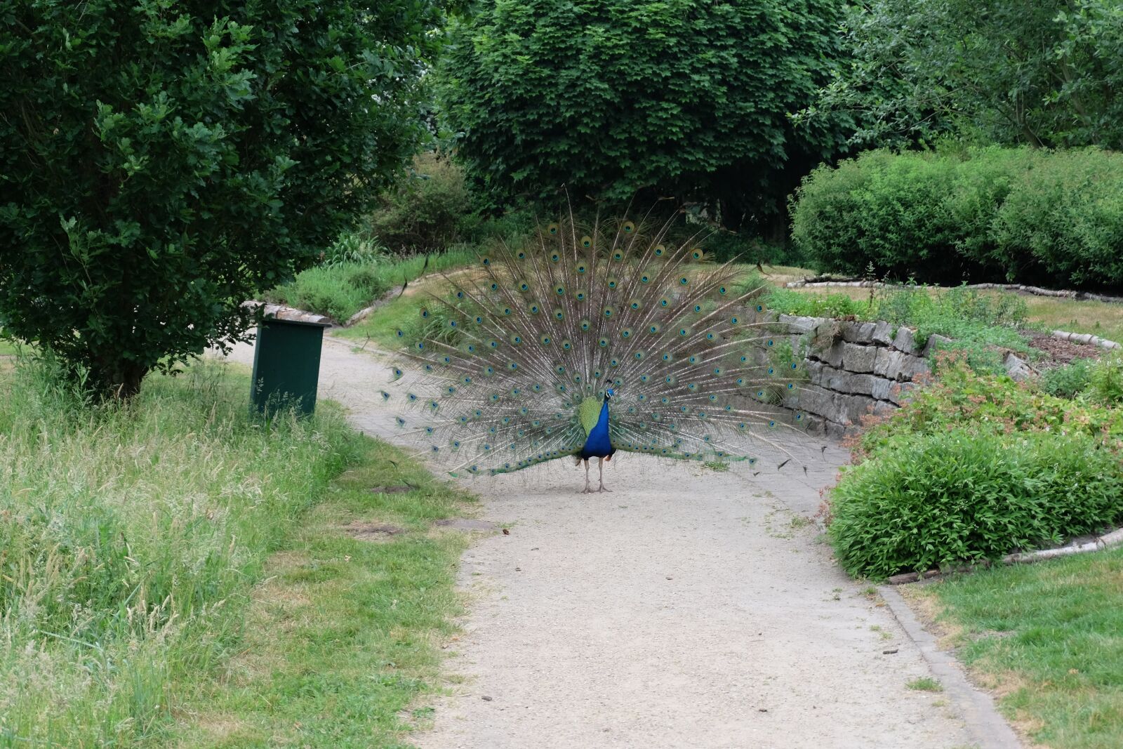 Fujifilm X-M1 sample photo. Peacock, garden, nature photography