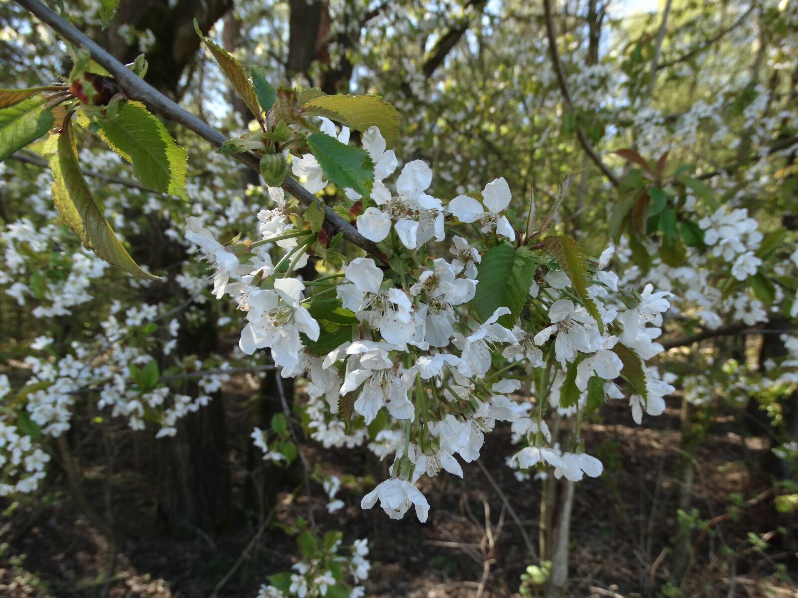Sony Cyber-shot DSC-HX300 sample photo. Flower, white, flowers photography
