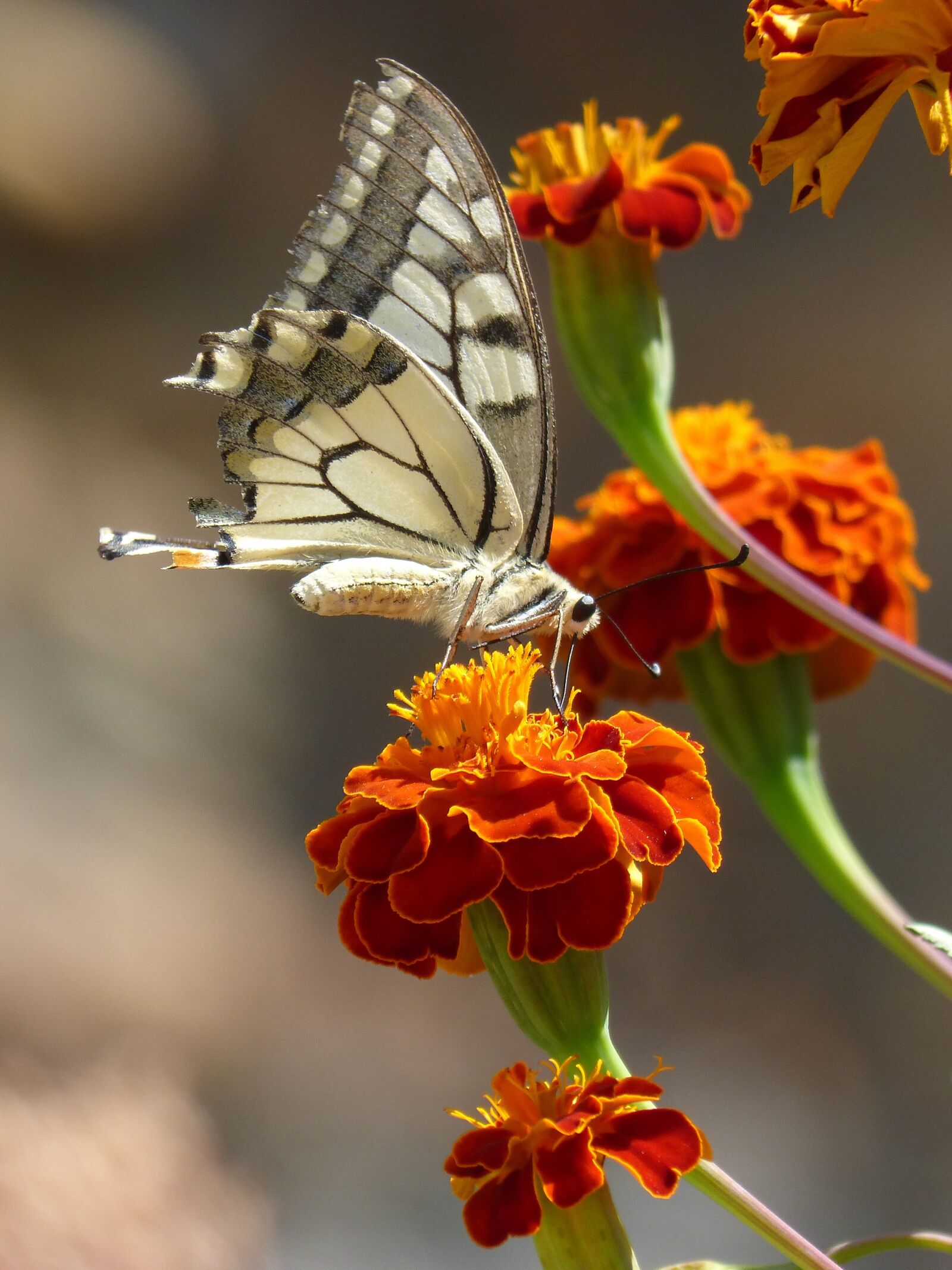 Panasonic DMC-FZ62 sample photo. Butterfly, papilio machaon, carnation photography