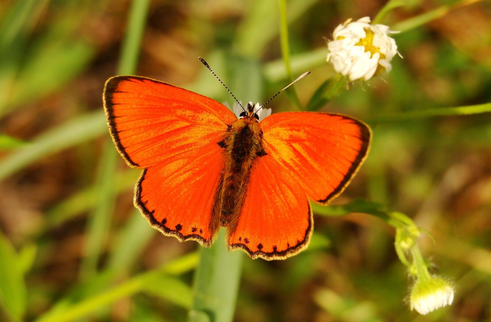 Sony Cyber-shot DSC-HX1 sample photo. Butterfly day, insect, nature photography