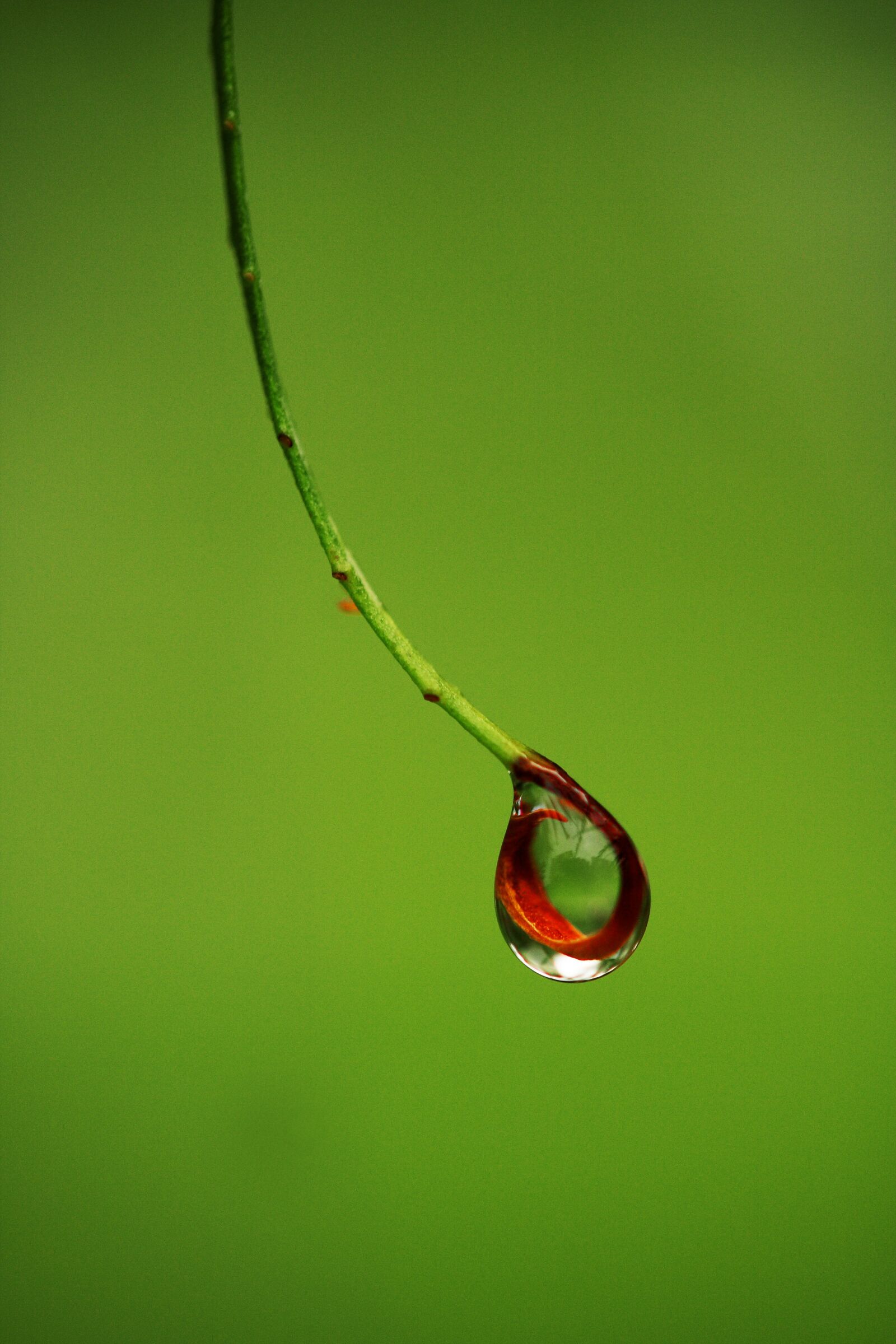 Canon EOS 40D sample photo. Drop, wet, rain photography