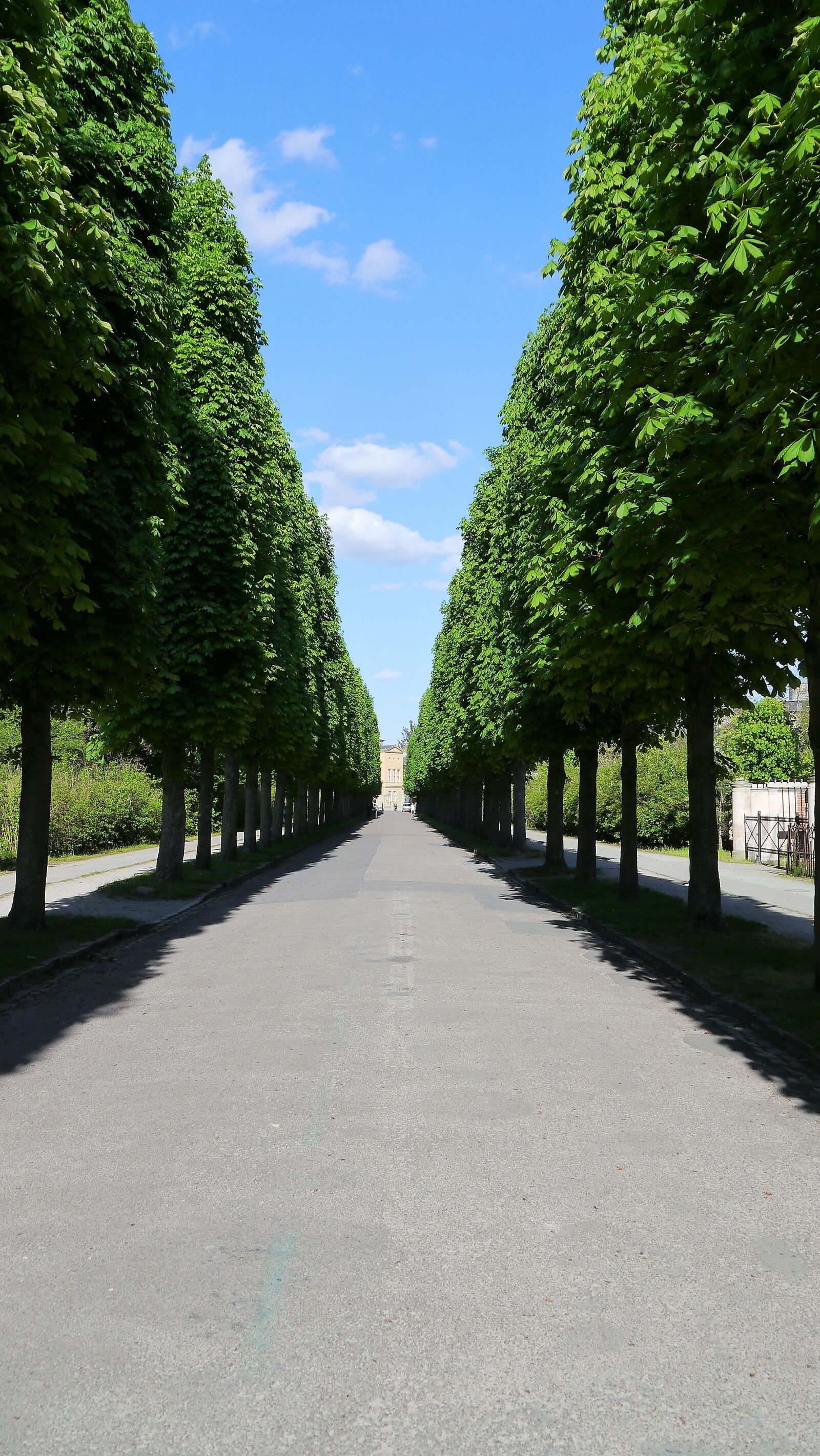Panasonic Lumix DMC-G3 sample photo. Avenue, trees, tree lined photography