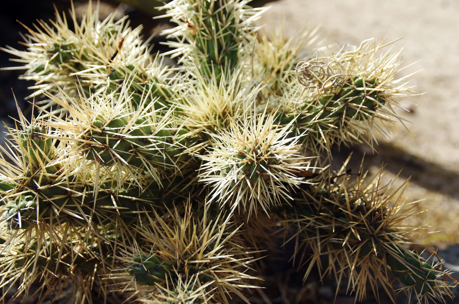 Pentax K-5 sample photo. Mexico, cactus, mamillaria photography