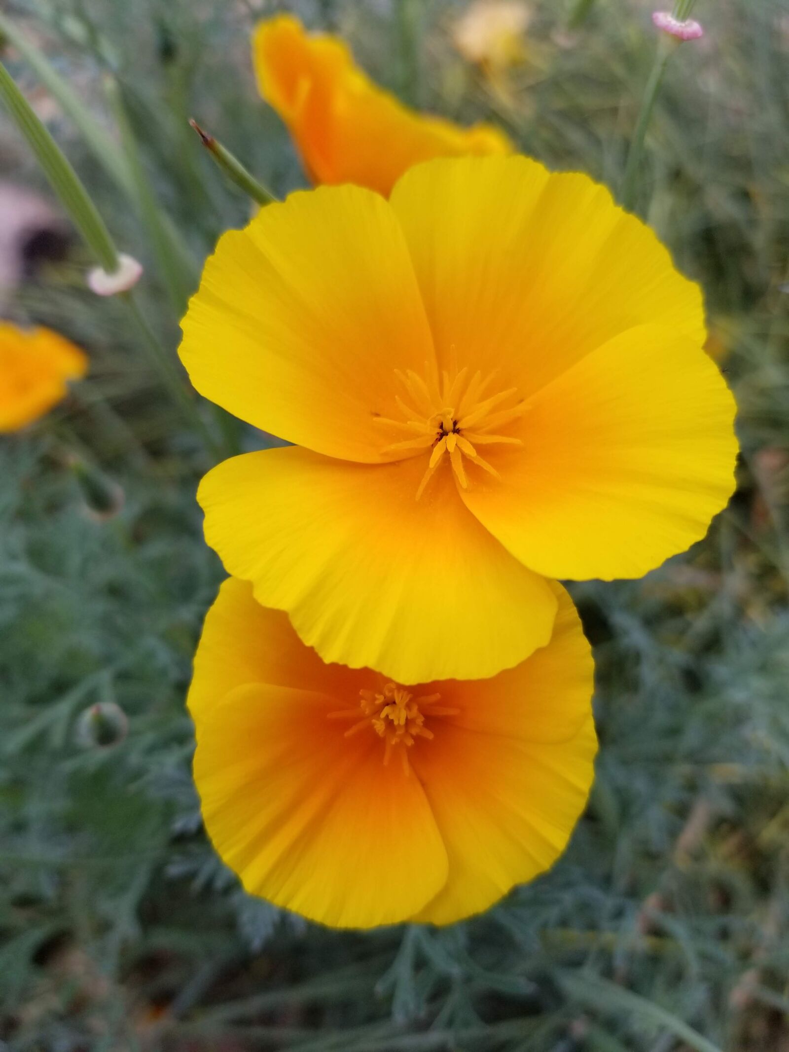 Samsung Galaxy S8 sample photo. Flowers, poppies, yellow photography
