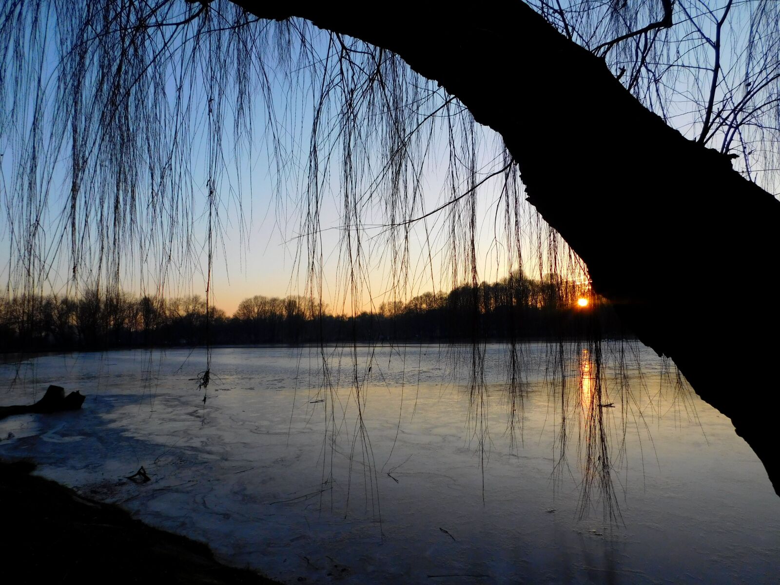 Nikon Coolpix L840 sample photo. Weeping willow, sunset, waters photography
