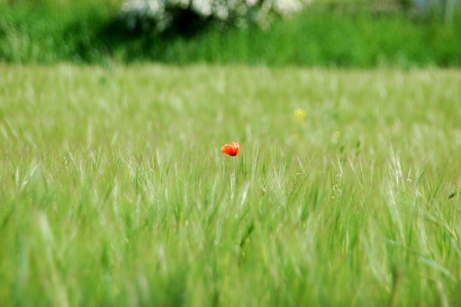 Nikon D70 sample photo. Poppy, red, green photography