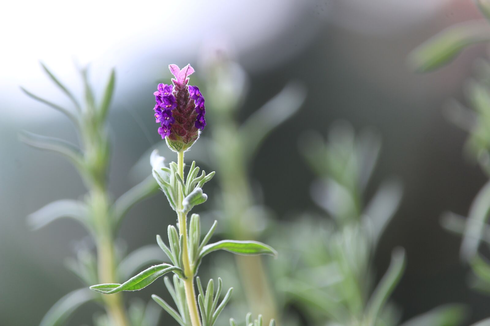 Canon EOS 1300D (EOS Rebel T6 / EOS Kiss X80) sample photo. Lavender, flower, blossom photography